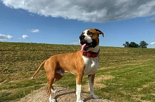 Amstaff Reproduktor, Małopolskie, Kraków