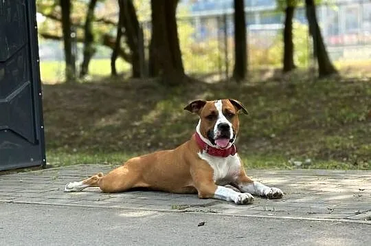 Amstaff Reproduktor, Małopolskie, Kraków
