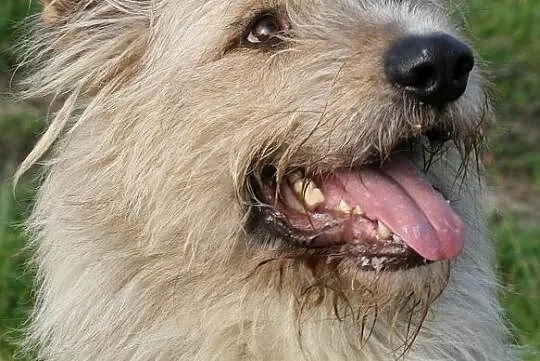 Kudłaty Amor szuka nowego domu!, , Głogów