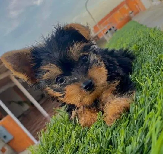 Przepiękne, miniaturowe szczenięta Yorkshire terrier dostępne dla Ciebie., , Wrocław