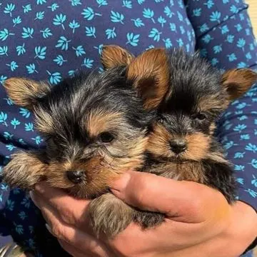 Przepiękne, miniaturowe szczenięta Yorkshire terrier dostępne dla Ciebie., , Wrocław