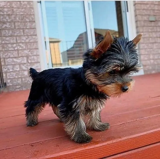 Przepiękne, miniaturowe szczenięta Yorkshire terrier dostępne dla Ciebie.