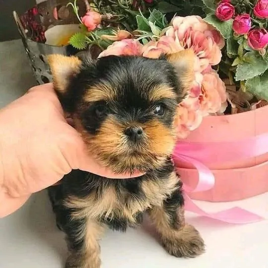 Przepiękne, miniaturowe szczenięta Yorkshire terrier dostępne dla Ciebie., , Wrocław