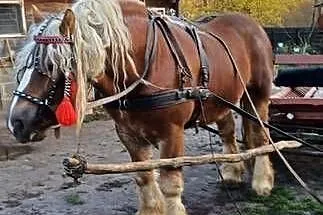 Konie zimnokrwiste, Lubelskie, Poizdów