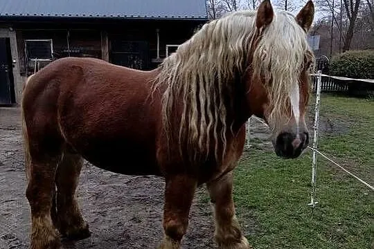 Konie zimnokrwiste, Lubelskie, Poizdów