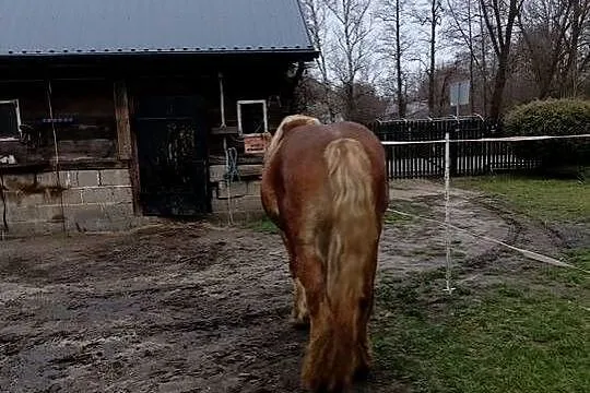 Konie zimnokrwiste, Lubelskie, Poizdów