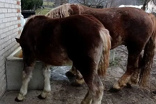 Konie zimnokrwiste, Lubelskie, Poizdów