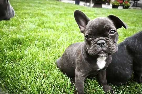 Buldog francuski