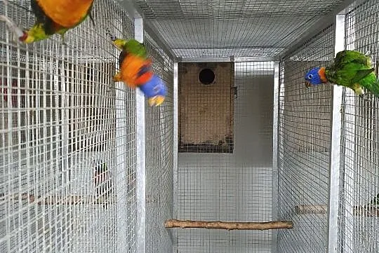 Lorysa lorysy rudopaskowe, Podkarpackie, Rzeszów