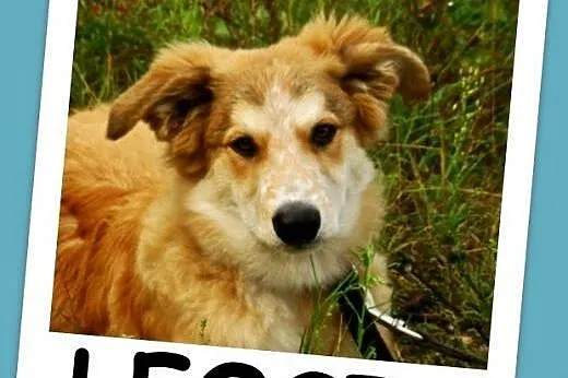 9 miesięczna średnia ruda suczka LEOSIA,energiczna,wesoła.Adopcja,  mazowieckie Warszawa