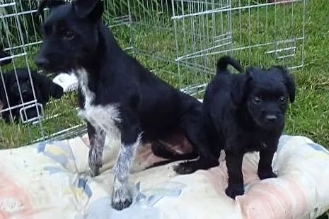 Zuzia 4tyg sierotka do adopcji ,  Kundelki cała Polska