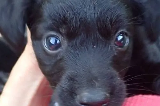 Zuzia 4tyg sierotka do adopcji ,  Kundelki cała Po