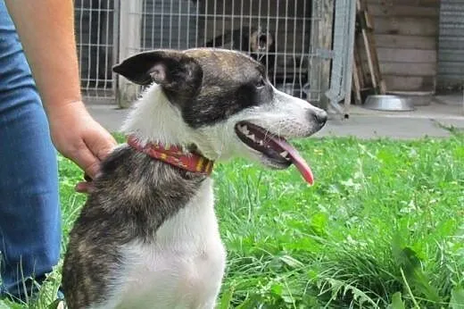 Kaja - młodziutka sunia szuka domu,  śląskie Katow