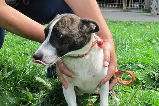 Kaja - młodziutka sunia szuka domu,  śląskie Katow