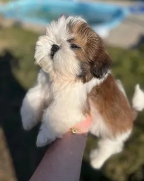 Shih Tzu !!!.... szczenięta gotowe na nowy dom: emanuellepatricia71@gmail.com, , Wrocławice