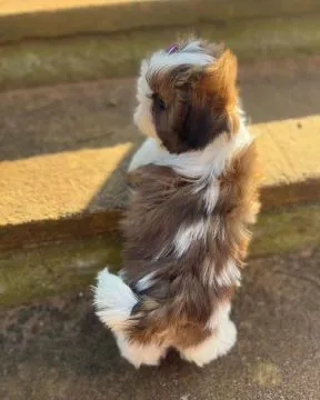 Shih Tzu !!!.... szczenięta gotowe na nowy dom: emanuellepatricia71@gmail.com