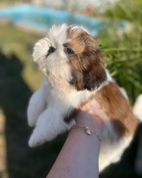 Shih Tzu !!!.... szczenięta gotowe na nowy dom: emanuellepatricia71@gmail.com, , Wrocławice