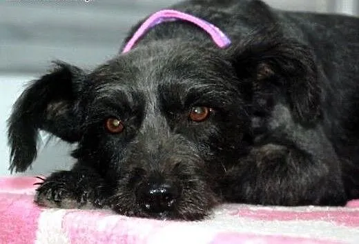 Zosia kochana suczka mix sznacer ADOPCJA, małopol