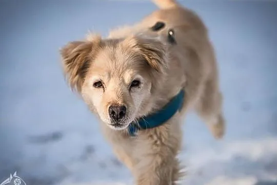 BUDYŃ - radosny, milutki i kochany