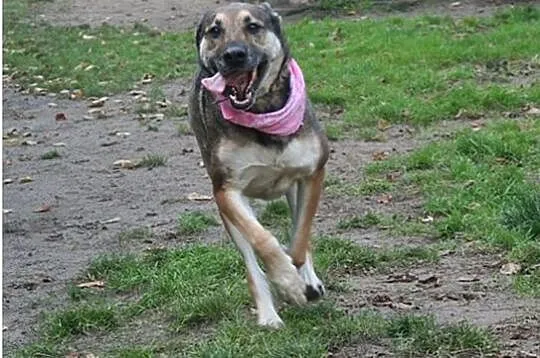 Przyjazna, uśmiechnięta Ira - łagodna suczka ADOPC