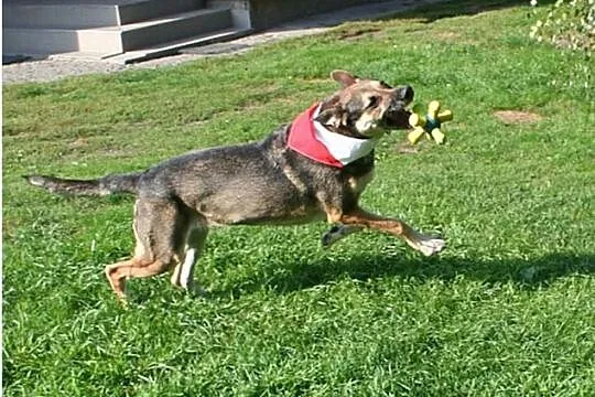 Przyjazna, uśmiechnięta Ira - łagodna suczka ADOPC