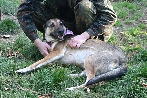Przyjazna, uśmiechnięta Ira - łagodna suczka ADOPC