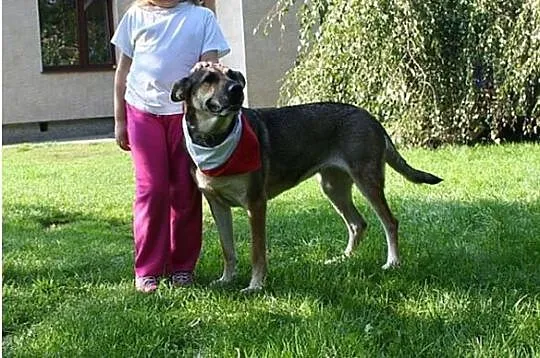 Przyjazna, uśmiechnięta Ira - łagodna suczka ADOPC