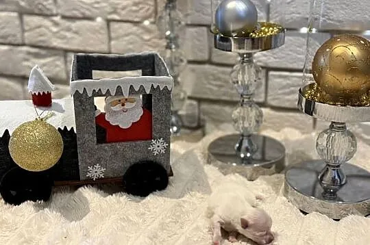 Szpic miniaturowy pomeranian Ophelia, Śląskie, Poniszowice