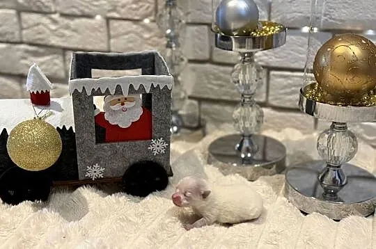 Szpic miniaturowy pomeranian Ophelia, Śląskie, Poniszowice