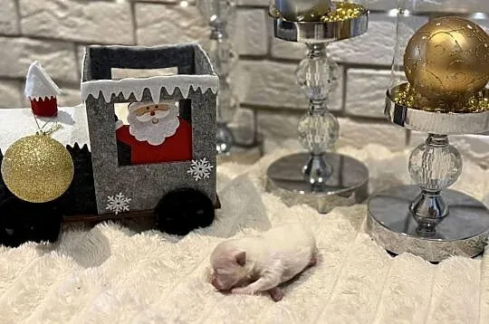 Szpic miniaturowy pomeranian Ophelia, Śląskie, Poniszowice