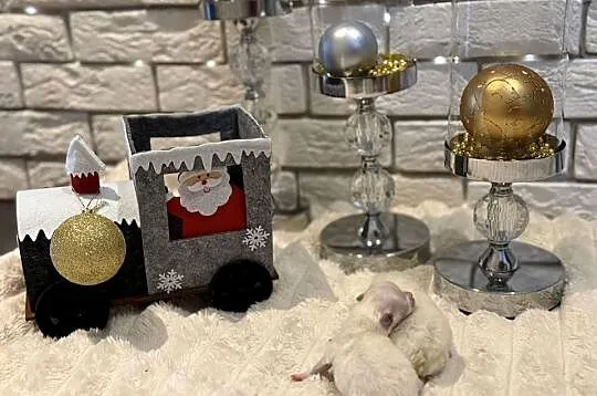 Szpic miniaturowy pomeranian Ophelia, Śląskie, Poniszowice