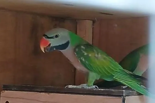 Aleksandretta różowopierśna, Wielkopolskie, Ostroróg