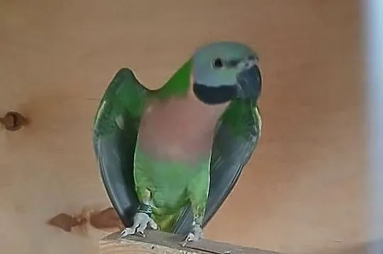 Aleksandretta różowopierśna, Wielkopolskie, Ostroróg
