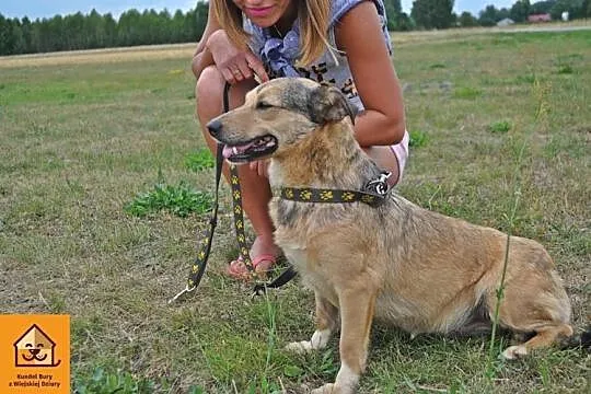 Łagodna, młoda i przyjazna Chica szuka domu!