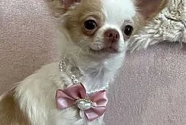 MALUTKA SUNIA - Chihuahua długowłosa