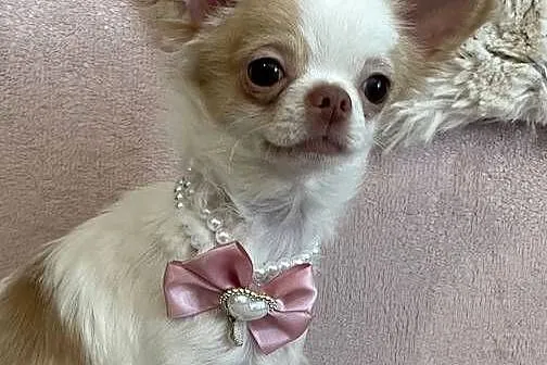 MALUTKA SUNIA - Chihuahua długowłosa