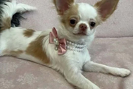 MALUTKA SUNIA - Chihuahua długowłosa, Dolnośląskie, Trzebnica