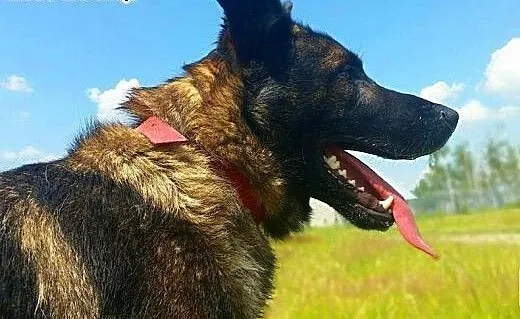 ARES - piękny, młody pies w typie owczarka szuka d
