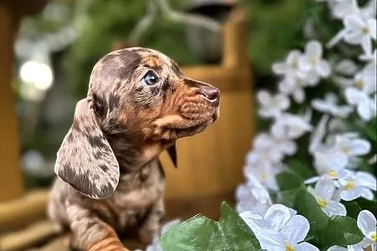 Wyjątkowa! Sunia Jamnik miniaturowy Choco merle z rodowodem