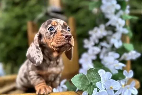 Wyjątkowa! Sunia Jamnik miniaturowy Choco merle z rodowodem, Mazowieckie, Warszawa