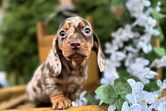 Wyjątkowa! Sunia Jamnik miniaturowy Choco merle z rodowodem, Mazowieckie, Warszawa