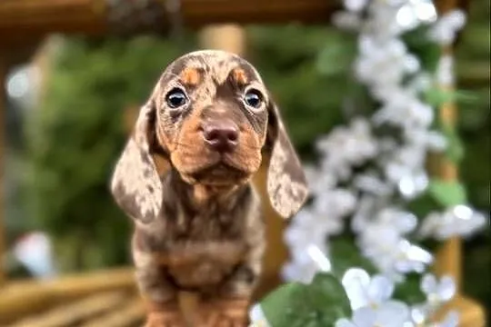 Wyjątkowa! Sunia Jamnik miniaturowy Choco merle z rodowodem, Mazowieckie, Warszawa