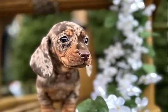 Wyjątkowa! Sunia Jamnik miniaturowy Choco merle z rodowodem, Mazowieckie, Warszawa