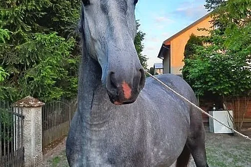 Zamienię klacz konika polskiego na kuca klaczkę
