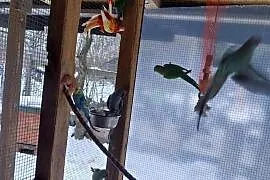 Papugi faliste Mnichy alexandretty i rozelle