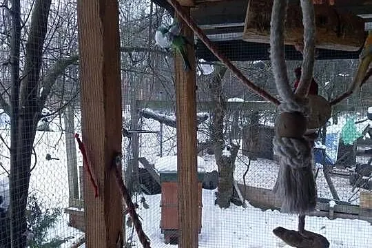 Papugi faliste Mnichy alexandretty i rozelle, Mazowieckie, Mszczonów