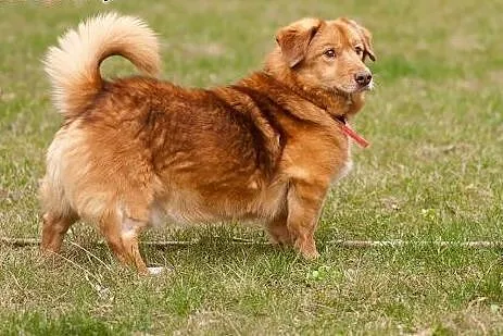 Przecudny Panczo do adopcji!!, mazowieckie Warszawa