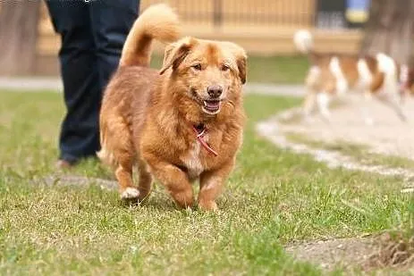 Przecudny Panczo do adopcji!!,  mazowieckie Warsza