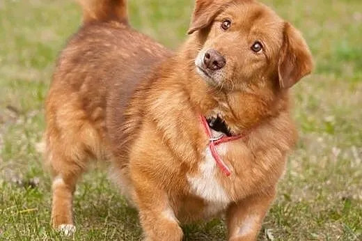 Przecudny Panczo do adopcji!!,  mazowieckie Warsza