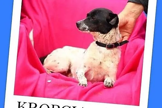 4 kg,mała,wesoła,łagodna,młoda suczka KROPCIA.Adopcja,  małopolskie Kraków